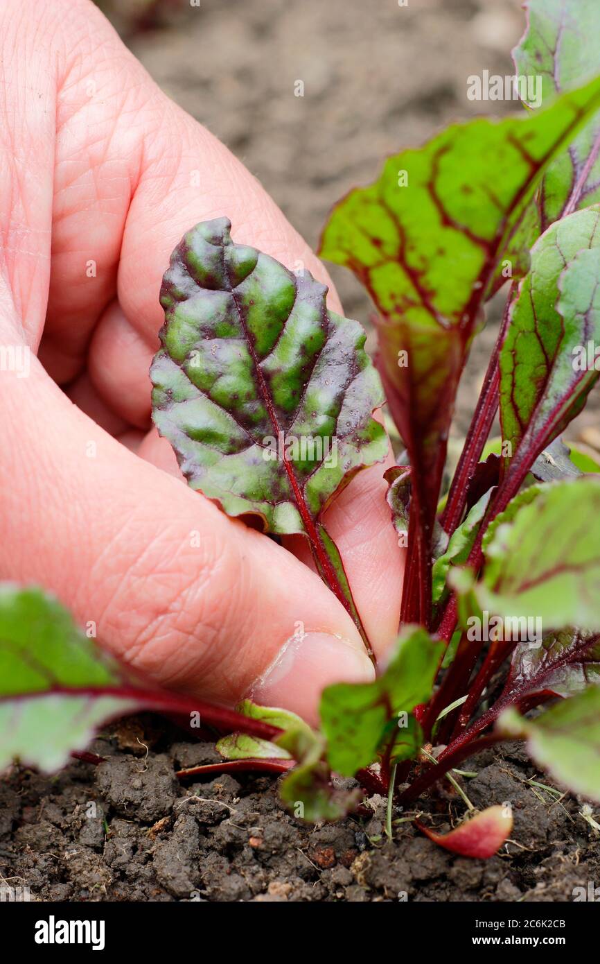 Bêta vulgaris 'Rainbow Mixed'. Cueillette des feuilles de jeunes plants de betteraves à utiliser dans la salade Banque D'Images