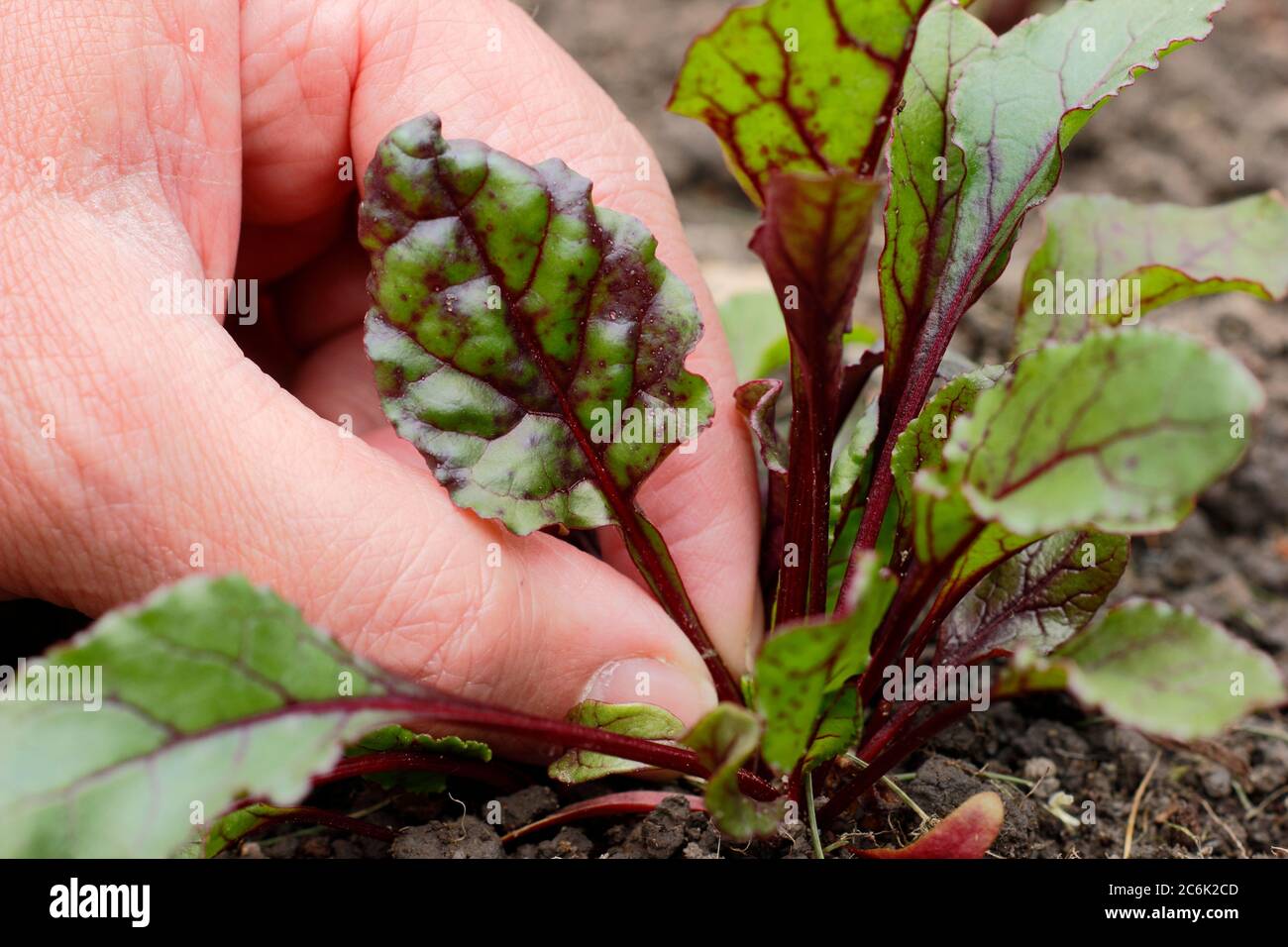 Bêta vulgaris 'Rainbow Mixed'. Cueillette des feuilles de jeunes plants de betteraves à utiliser dans la salade Banque D'Images