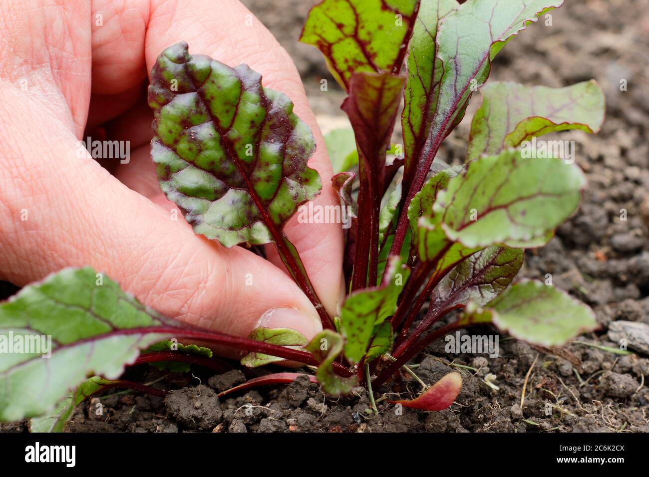 Bêta vulgaris 'Rainbow Mixed'. Cueillette des feuilles de jeunes plants de betteraves à utiliser dans la salade Banque D'Images