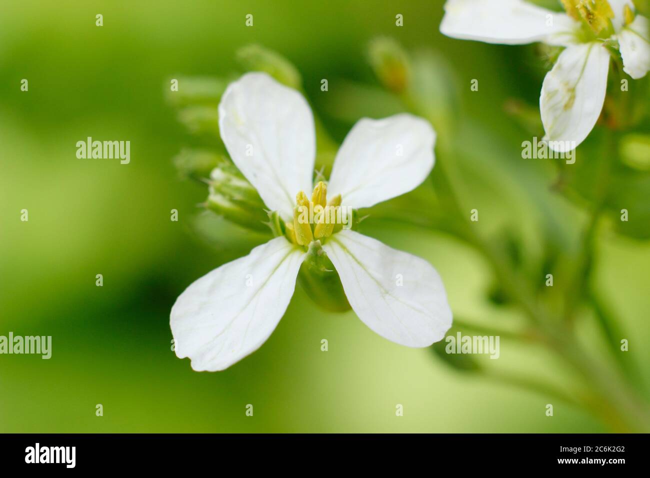 Raphanus sativus 'petit déjeuner français'. Têtes de fleurs de radis boulonnés en été. ROYAUME-UNI Banque D'Images