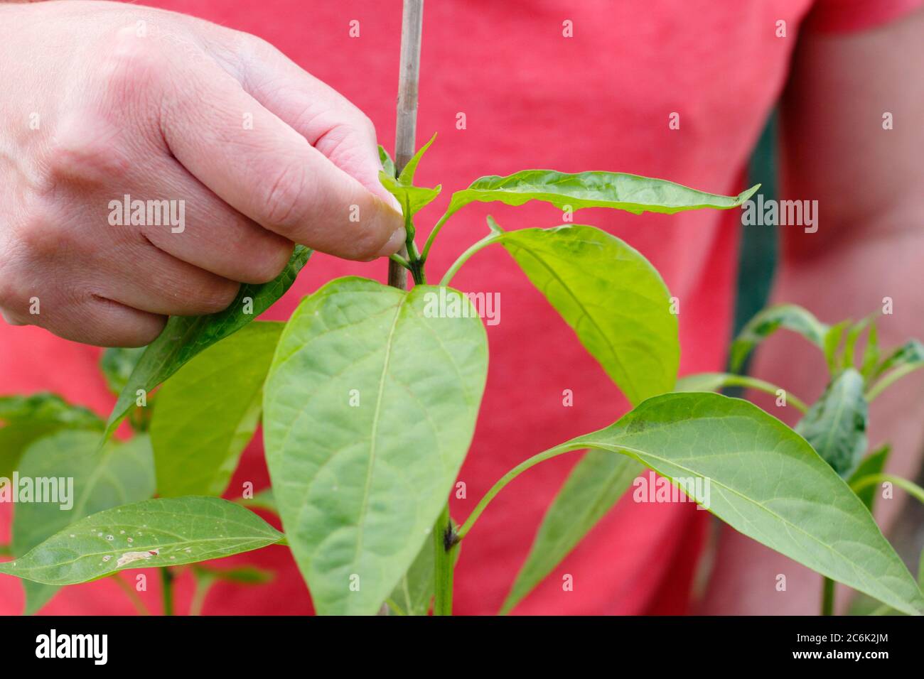 Capsicum annuum 'Early jalapeno' élagage. Pinçant la croissance supérieure d'une plante de piment jalapeno pour encourager les pousses secondaires. Banque D'Images