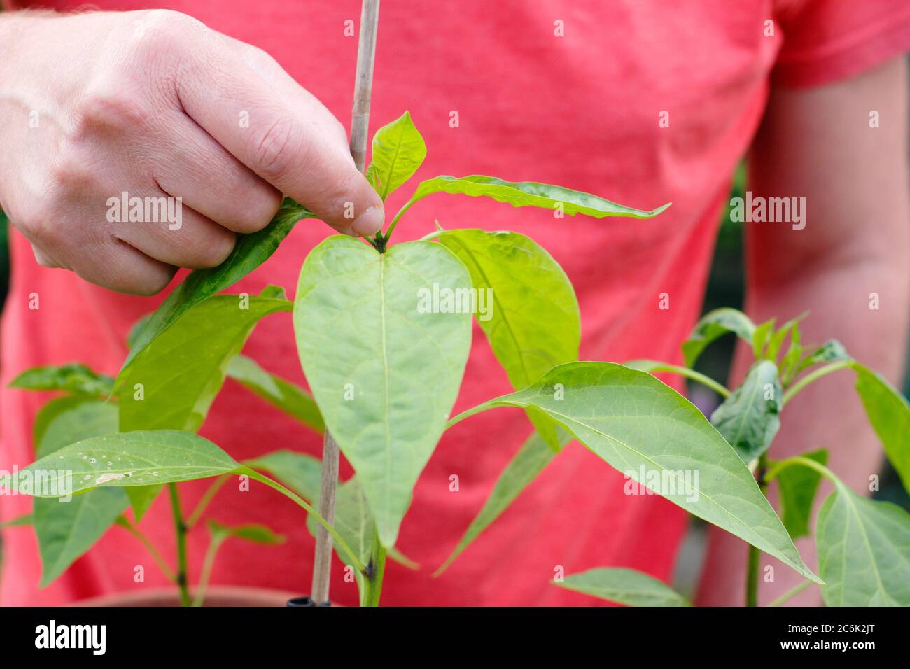 Capsicum annuum 'Early jalapeno' élagage. Pinçant la croissance supérieure d'une plante de piment jalapeno pour encourager les pousses secondaires. Banque D'Images