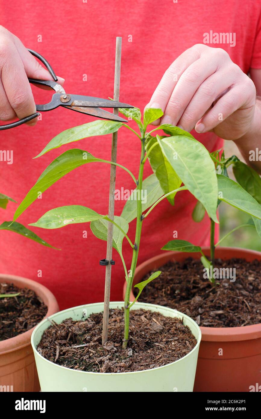 Capsicum annuum 'Early jalapeno' élagage. Pinçant la croissance supérieure d'une plante de piment jalapeno pour encourager les pousses secondaires. Banque D'Images