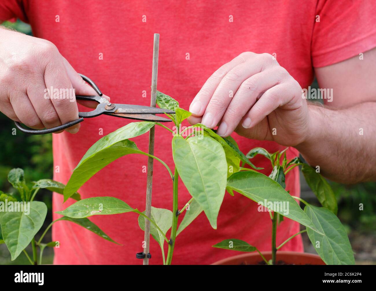 Capsicum annuum 'Early jalapeno' élagage. Pinçant la croissance supérieure d'une plante de piment jalapeno pour encourager les pousses secondaires. Banque D'Images