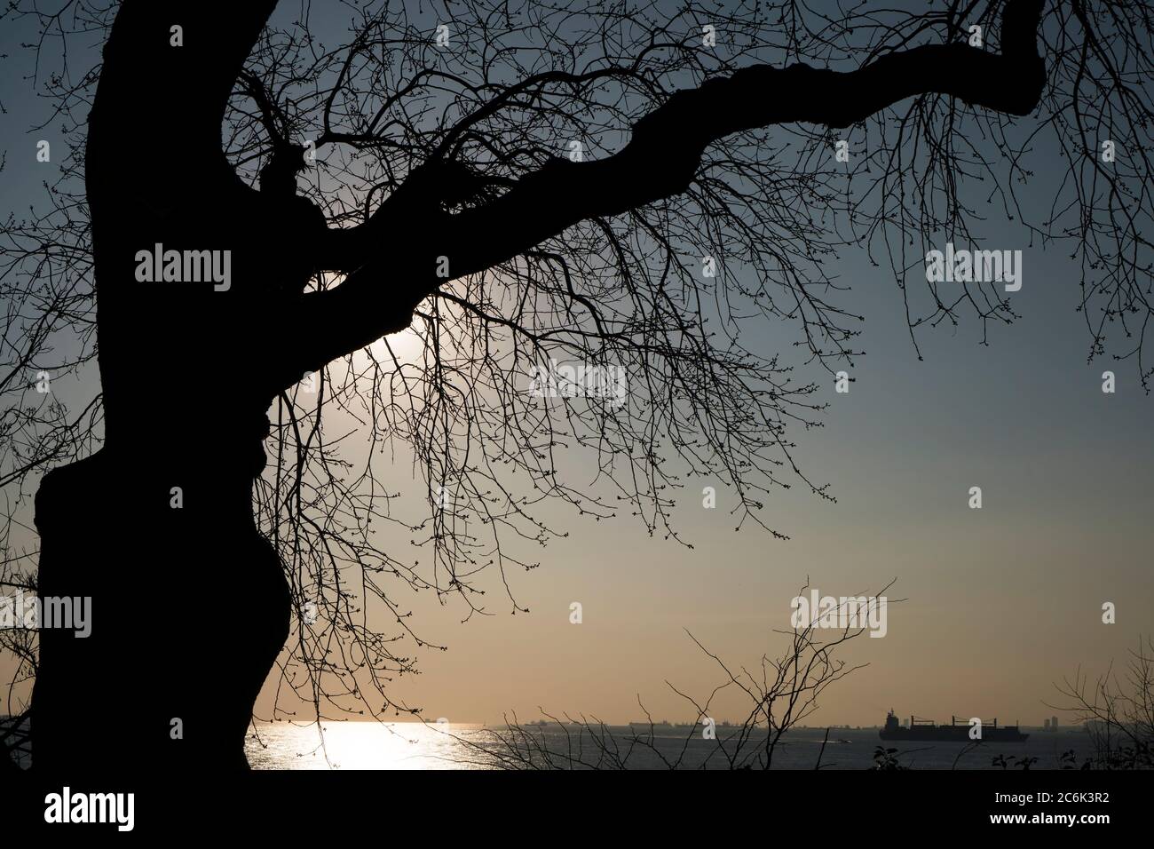 Silhouette d'un arbre au coucher du soleil à Istanbul, Moda. Banque D'Images