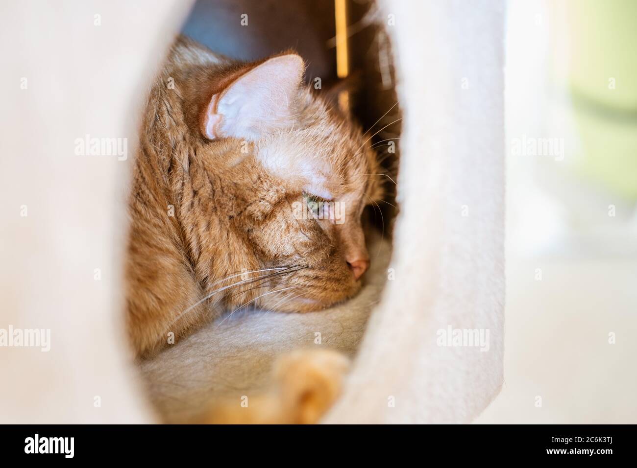 Gros plan de chat orange dormant dans la boîte Banque D'Images