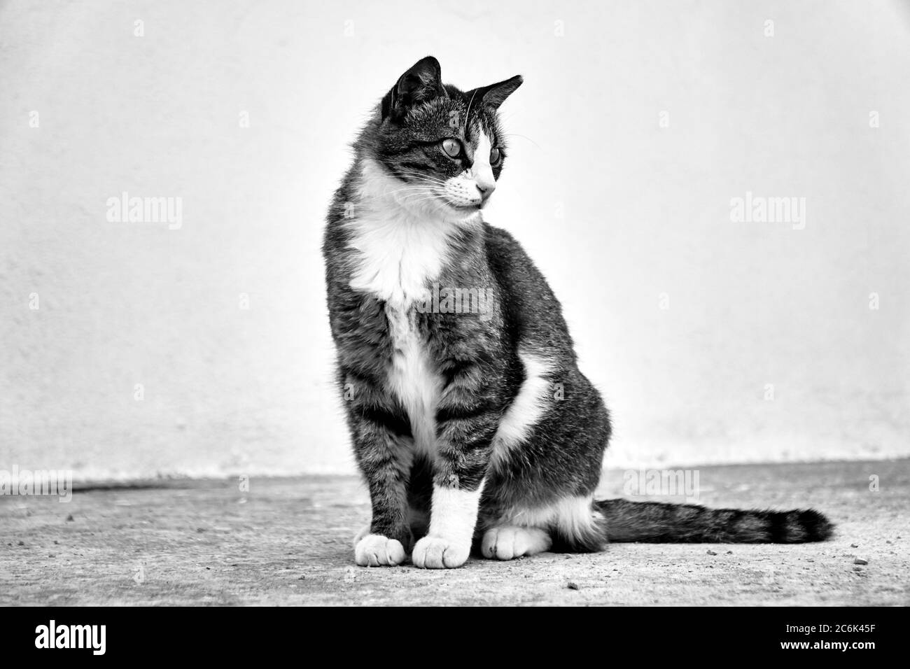 Chat Adulte Blanc Et Gris De Race Europeenne Sur L Ile De Crete En Grece Noir Et Blanc Photo Stock Alamy
