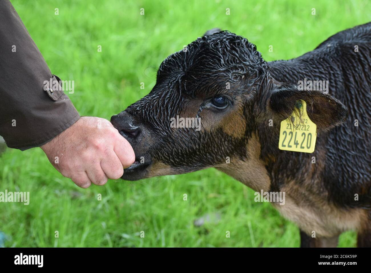Tétée de veau sur les doigts des agriculteurs d'une ferme en Irlande Banque D'Images