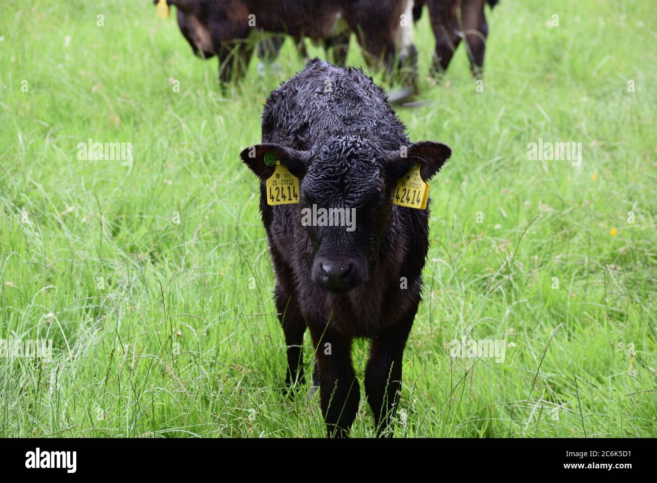 Pâturage des veaux dans un champ vert à Laois, Irlande pendant l'été 2020. Banque D'Images