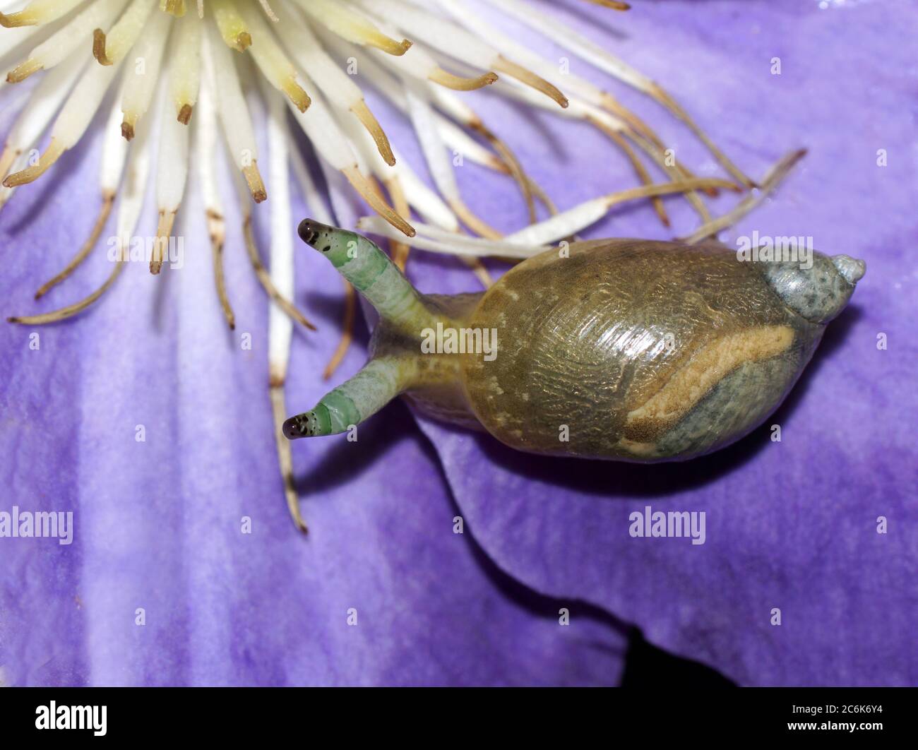 Succinea putris avec le trématode parasite Leucochloridium paradoxum à l'intérieur de ses tentacules. Banque D'Images