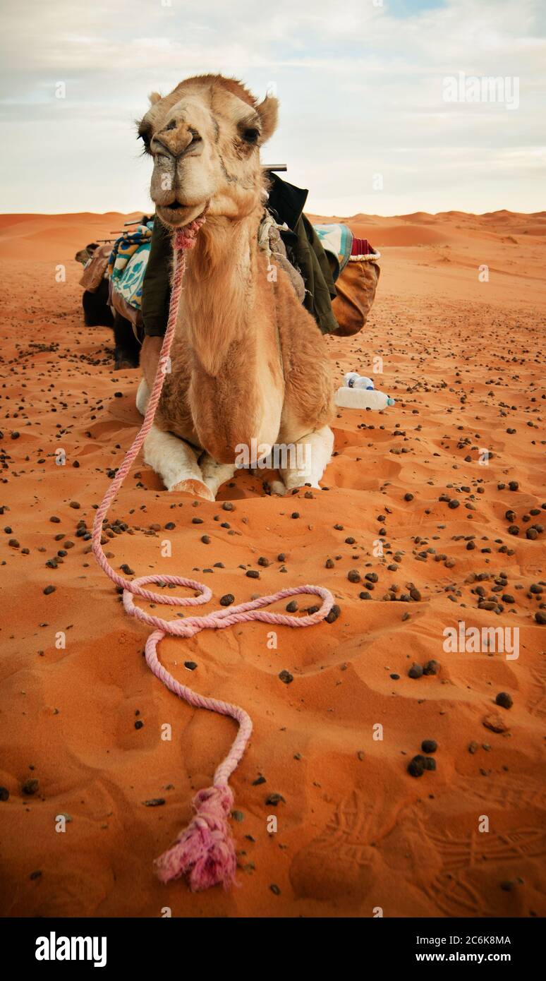 Chameau dans le désert du Sahara, Maroc Banque D'Images