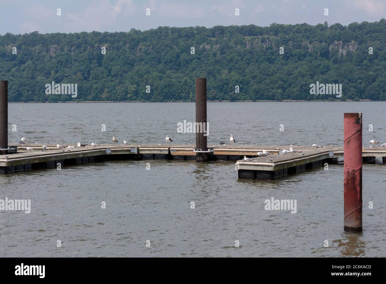 Quai dans la rivière Hudson avec un troupeau de goélands argentés ou de mouettes qui rôdent avec la côte du New Jersey au loin Banque D'Images