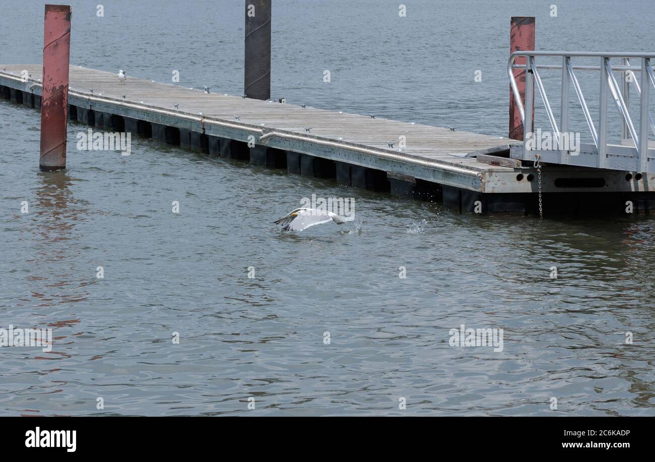 Un goéland à harengs ou un mouette qui s'envolée de la surface de l'eau sur la rivière Hudson avec des quais en arrière-plan Banque D'Images