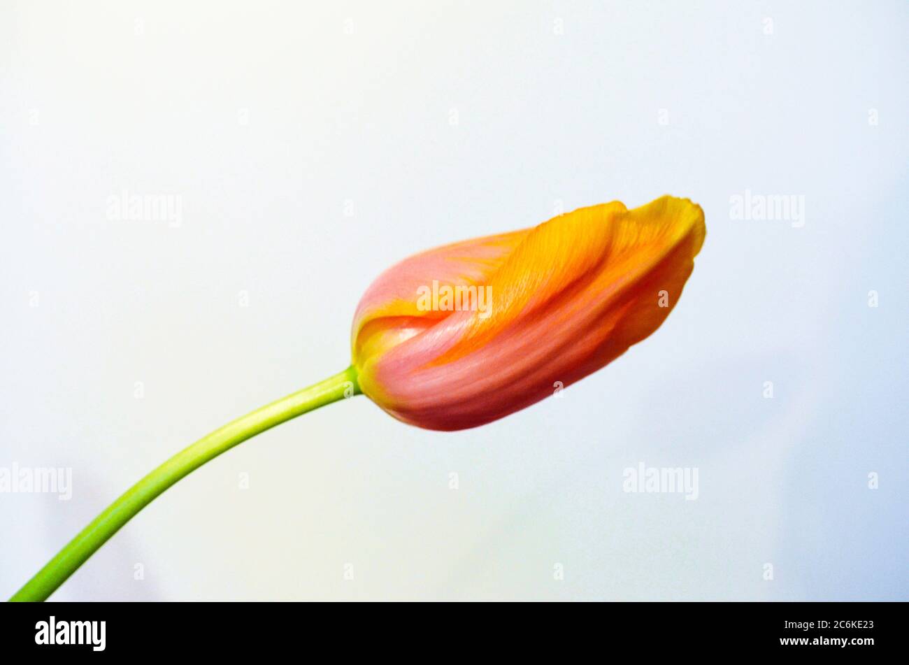 tulipe jaune sur fond clair Banque D'Images