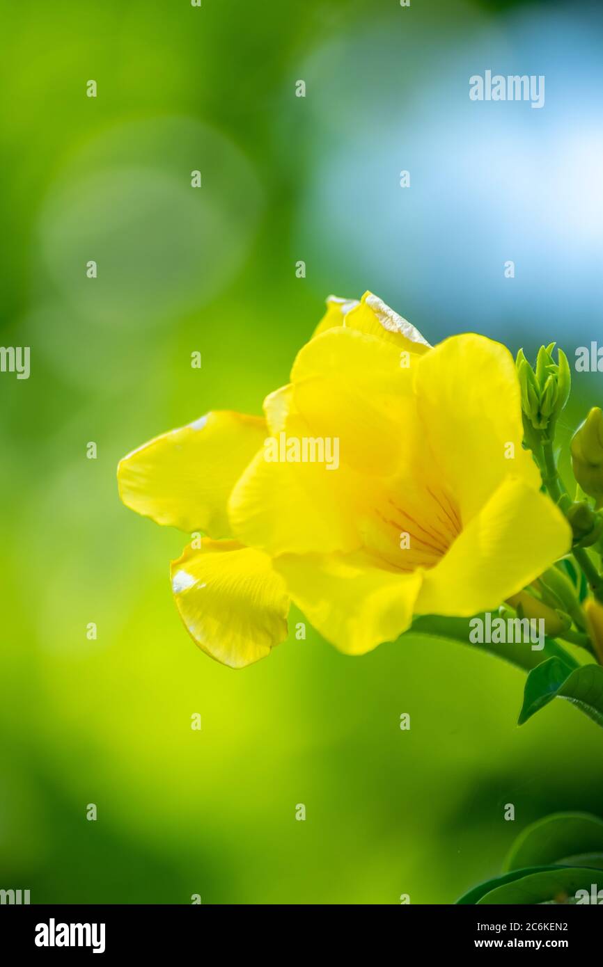 gros plan de belles fleurs jaunes tropicales (allamanda) sur fond vert flou Banque D'Images