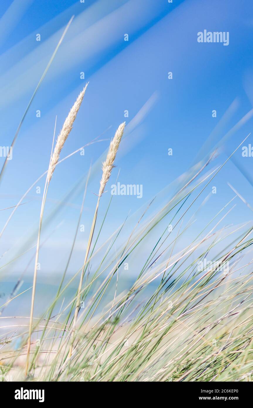 la plage dungrass dans le vent. ciel bleu et paysage marin flou au premier plan. format portrait Banque D'Images