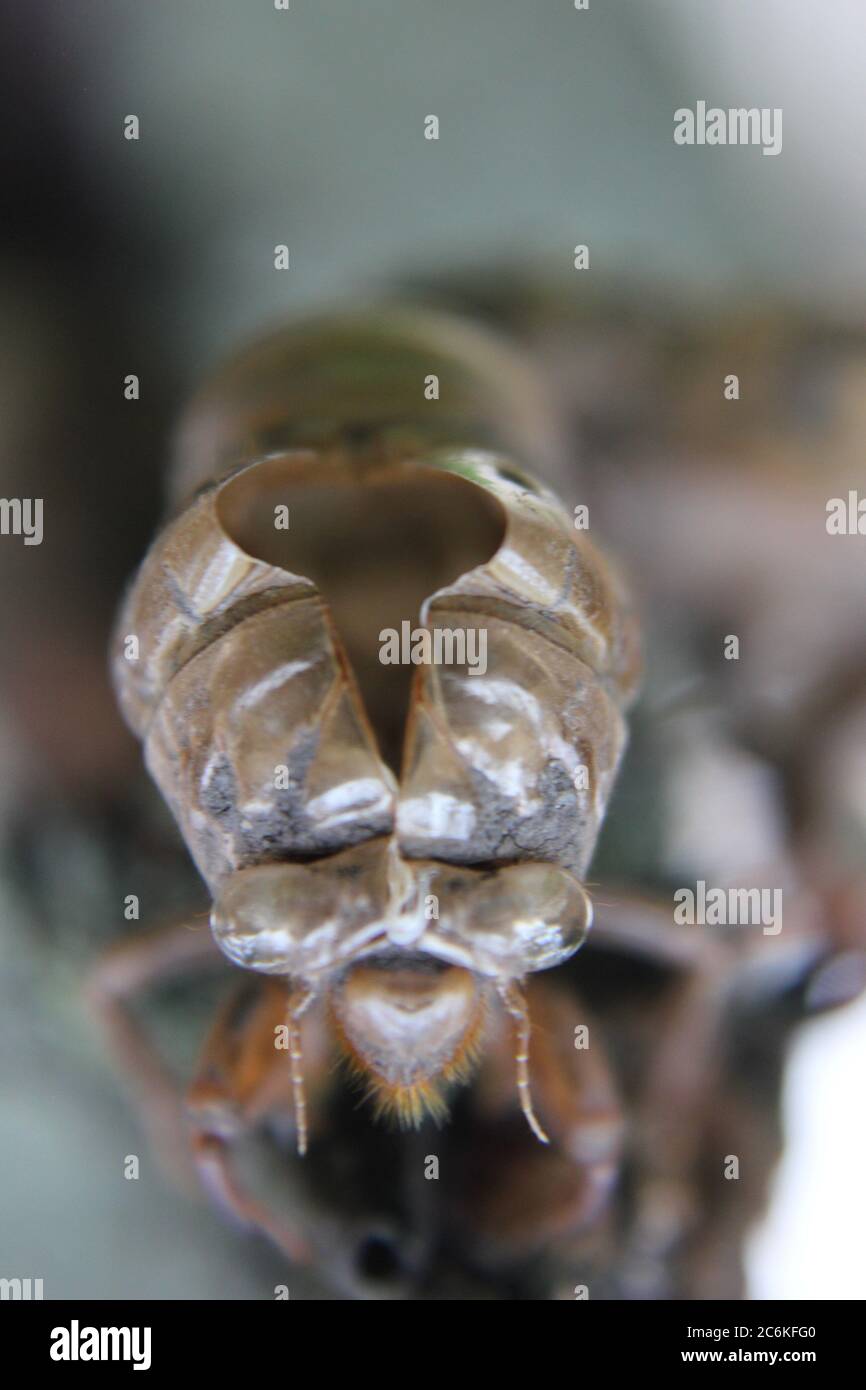 Cicada commune, Cicadoidée, coquille de mue, exuviae, accrochée sur un brousse de cour. Banque D'Images