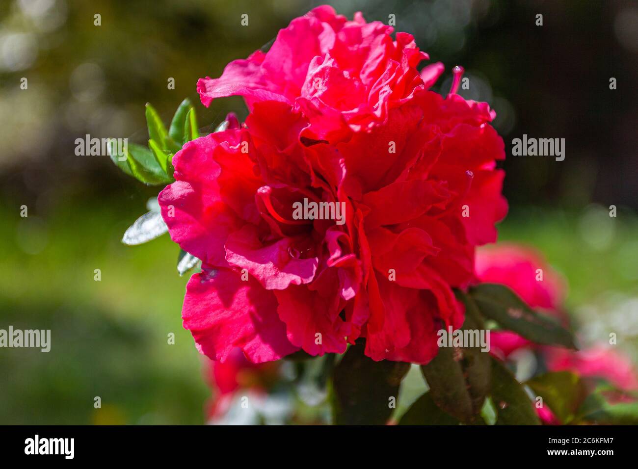 Gros plan sur une magnifique fleur d'azalée rouge. Image dédiée à la floriculture et au jardinage Banque D'Images Gros plan sur une magnifique fleur d'azalée rouge. Image dédiée à la floriculture et au jardinage Banque D'Images