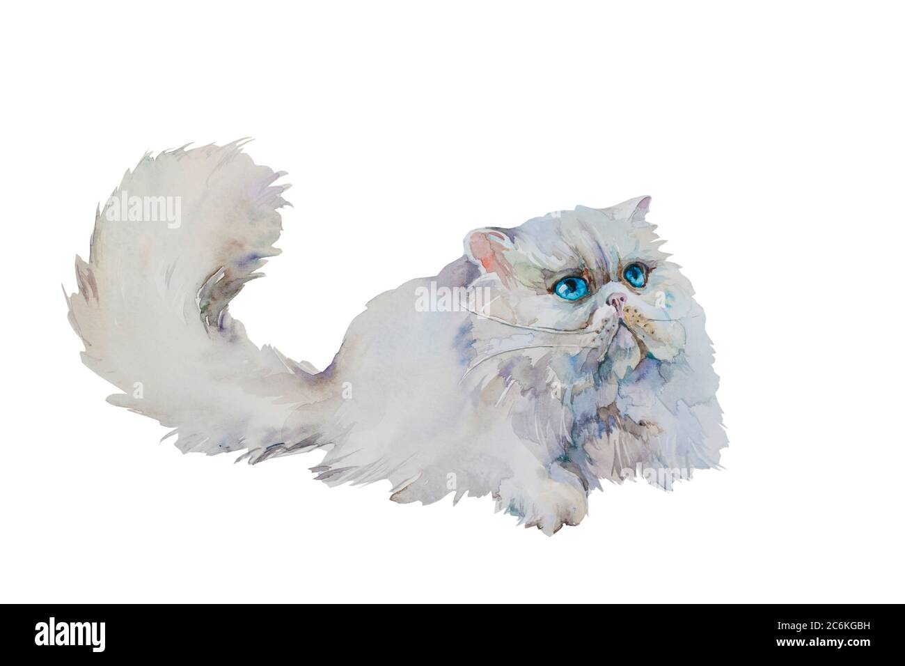 Cheveu gris long perse pose chat, original aquarelle illystration isolé sur fond de whtite Banque D'Images