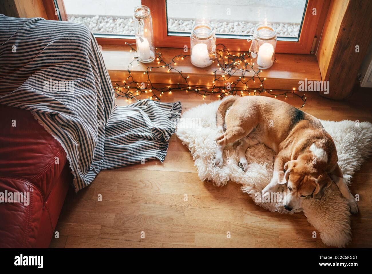 beagle chien glissant sur une peau de mouton sur le sol dans l'atmosphère chaleureuse de la maison avec des bougies sur le seuil de la fenêtre. Moments paisibles de l'image de concept de maison confortable. Banque D'Images
