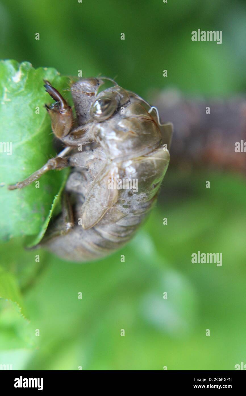 Cicada commune, Cicadoidée, coquille de mue, exuviae, accrochée sur un brousse de cour. Banque D'Images