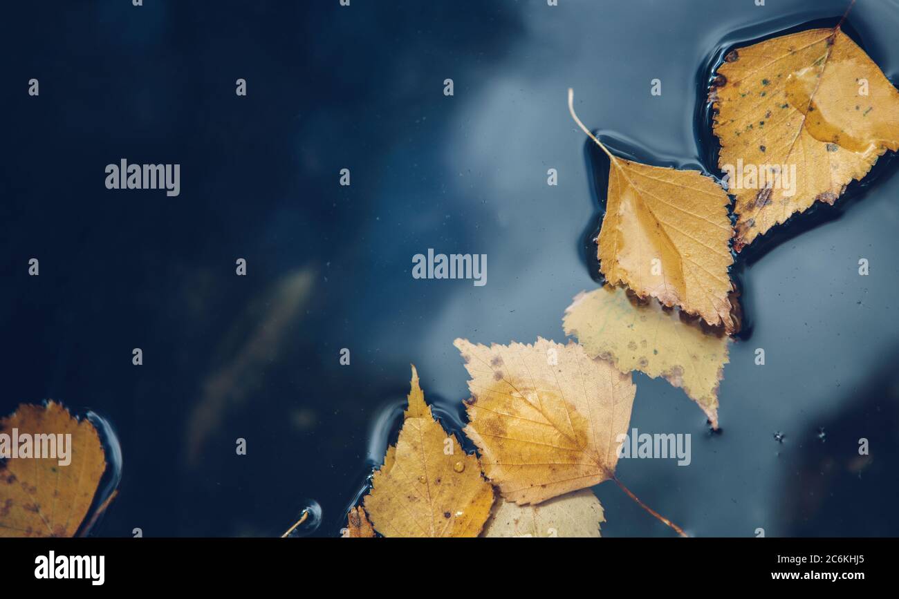Fond de la surface de la flaque avec des feuilles jaunes tombées sur l'eau. Banque D'Images