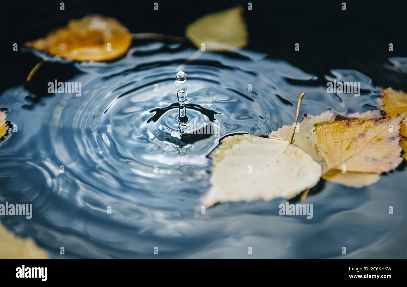 Grande chute tombant sur la flaque laissant un cercle radial sur la surface avec des feuilles jaunes tombées sur l'eau. Banque D'Images