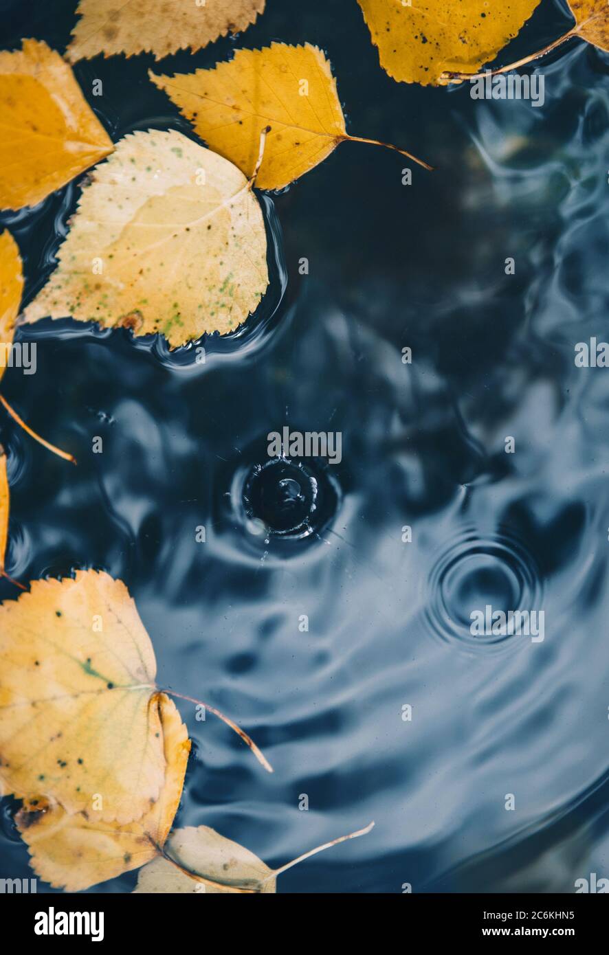 Grande chute tombant sur la flaque laissant un cercle radial sur la surface avec des feuilles jaunes tombées sur l'eau. Banque D'Images