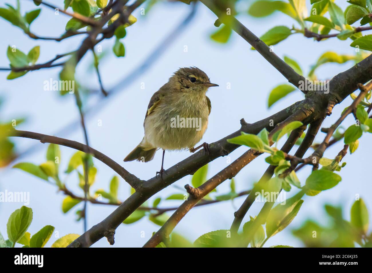 Close-up of a Willow warbler Phylloscopus trochilus, oiseaux, chantant sur un beau soir d'été avec rétroéclairage vert doux sur un arrière-plan animé. Banque D'Images