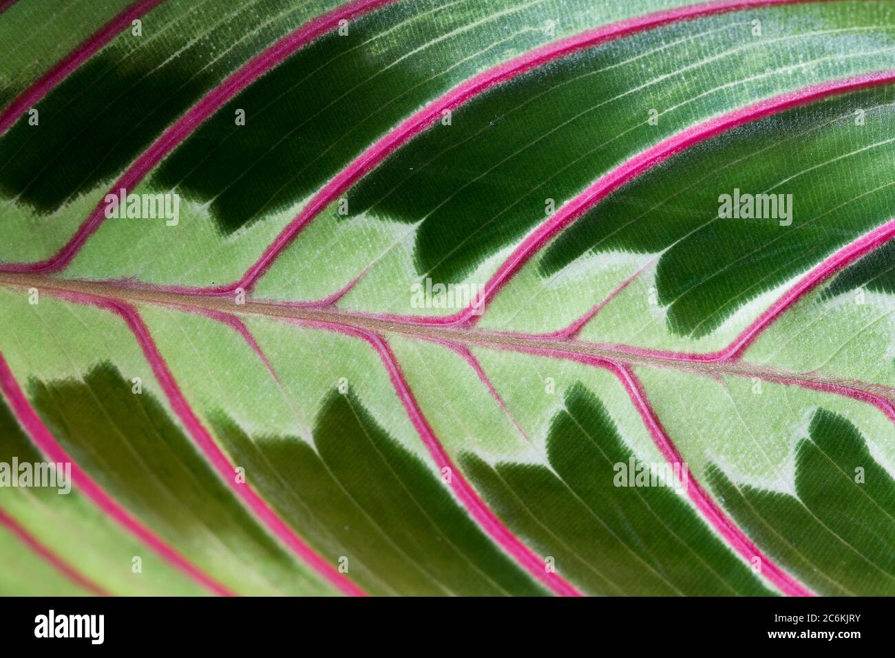 Feuille De Plante De Prière Sur Un Fond Transparent | PSD Premium Feuille De Plante De Prière Sur Un Fond Transparent | PSD Premium