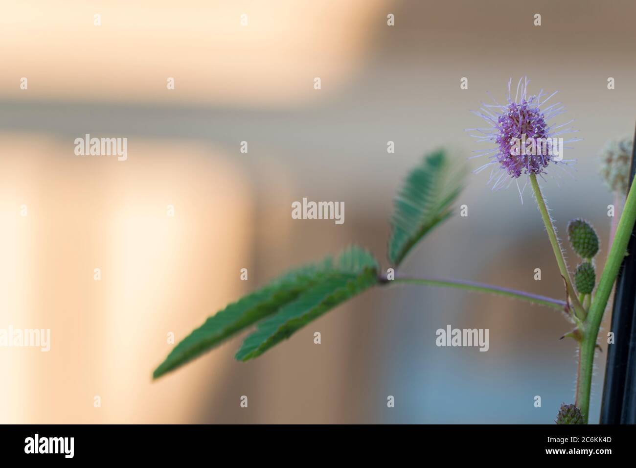 Fleur de plante timide avec des feuilles. Grand cliché de fleur rose de plante sensible dans la journée. Banque D'Images