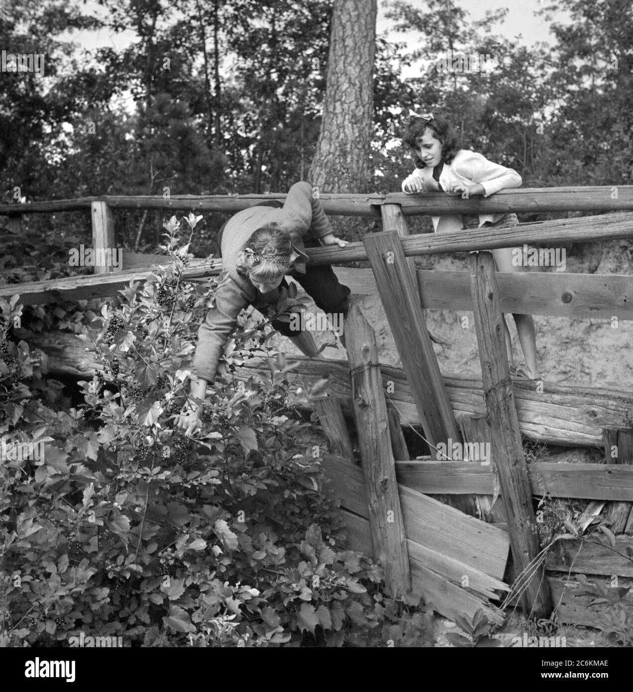 Deux filles cueillant des baies sauvages, National Music Camp, Interlochen, Michigan, États-Unis, Arthur S. Siegel, administration américaine de la sécurité agricole, août 1942 Banque D'Images
