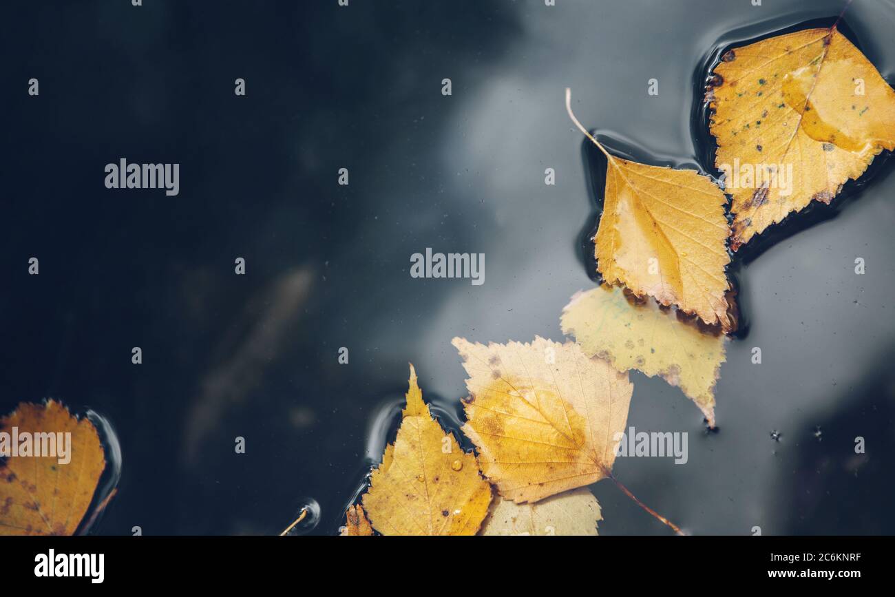 Fond de la surface de la flaque avec des feuilles jaunes tombées sur l'eau. Banque D'Images