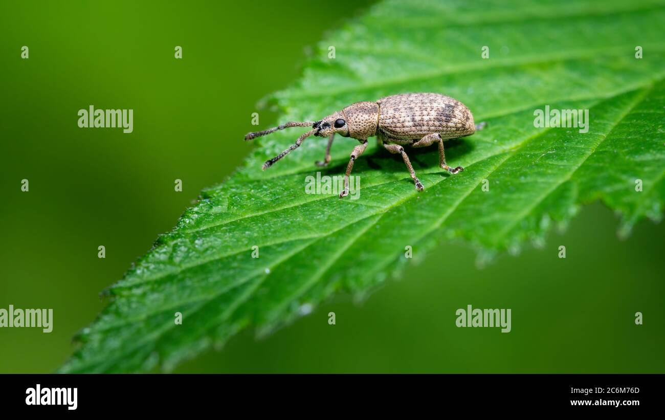 insecta, blairé, makro, käfer, natur, blatt, vert, tier, ravageurs Banque D'Images