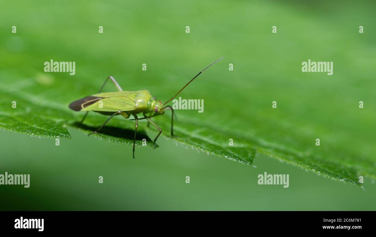 insecta, blairé, makro, käfer, natur, blatt, vert, tier, ravageurs Banque D'Images