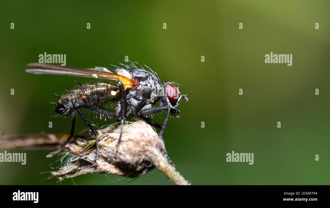 insecta, blairé, makro, käfer, natur, blatt, vert, tier, ravageurs Banque D'Images