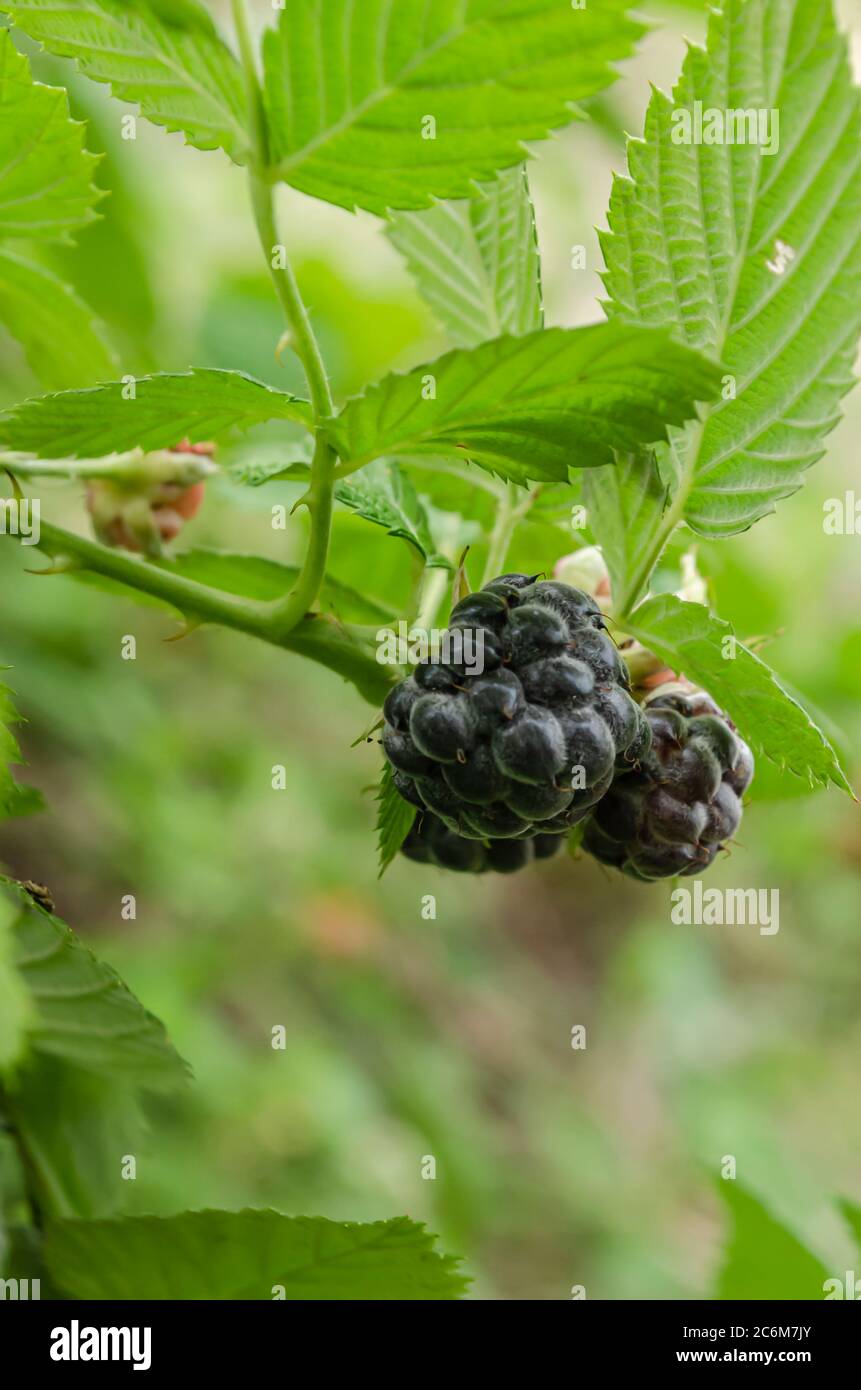 Framboise noire mûre sur branche Banque D'Images