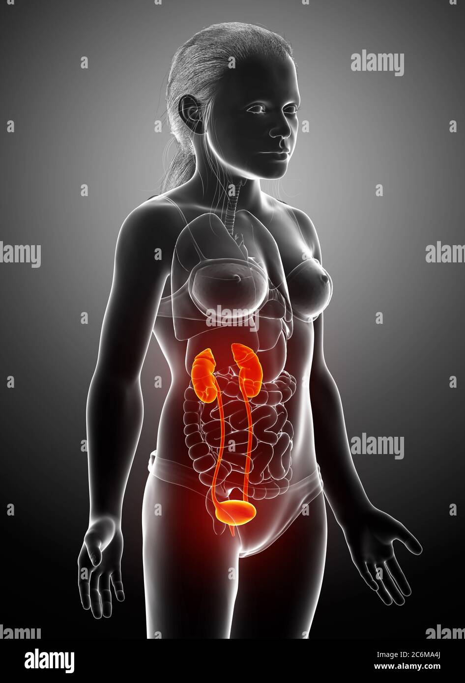 illustration médicale précise de la jeune fille, rendu 3d, des reins et du système urinaire mis en évidence Banque D'Images