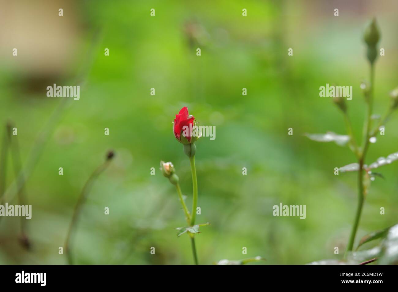 Magnifique bourgeon de rose musc hybride bukavu Banque D'Images