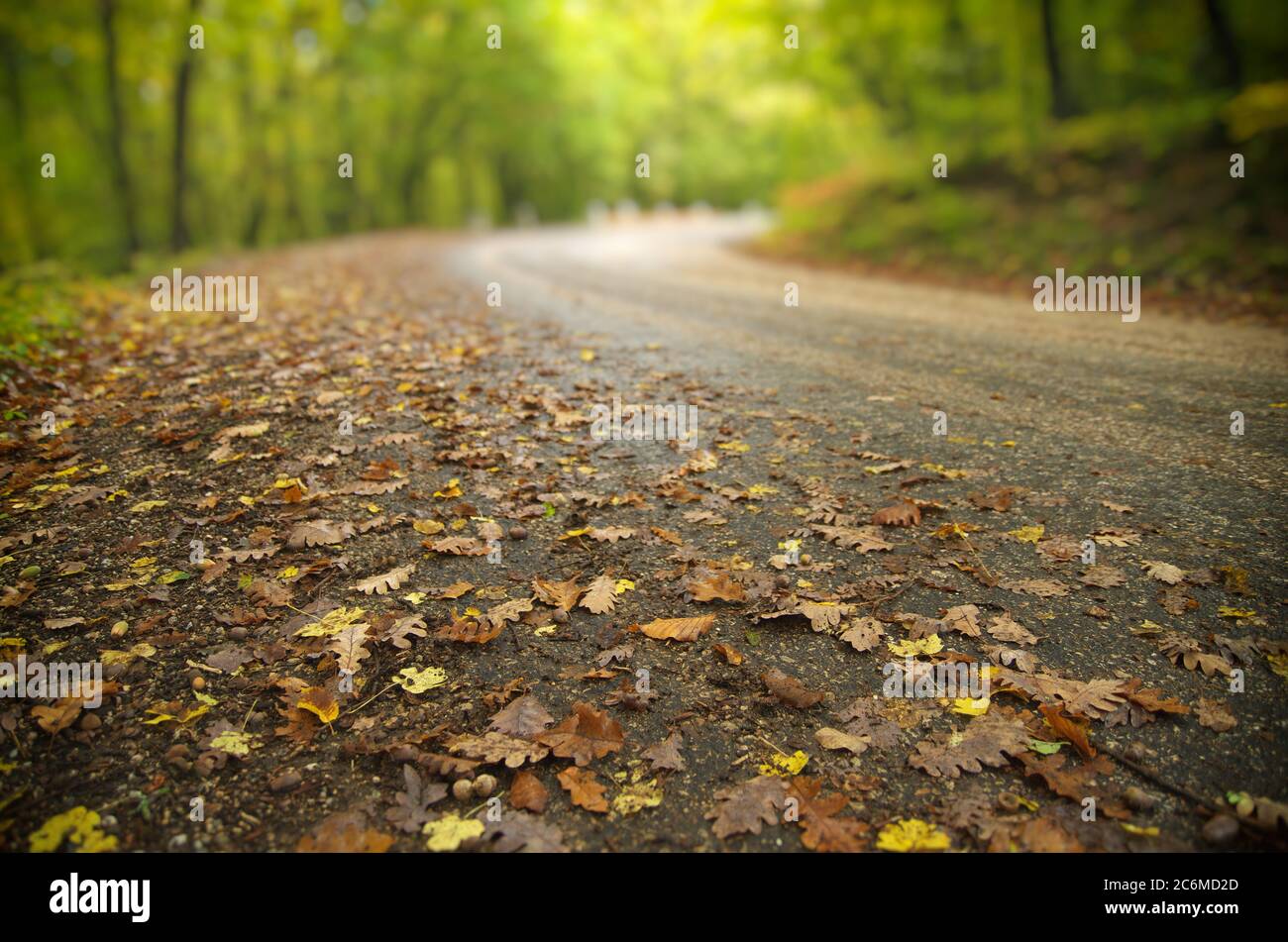 Route dans le canyon d'automne. Composition nature paysage. Banque D'Images