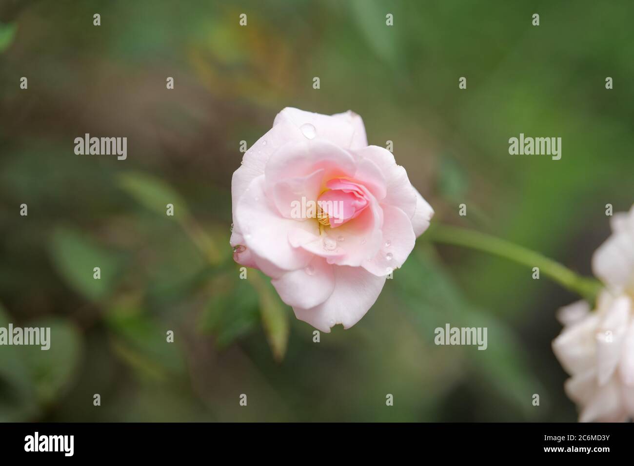 'Bonica' est une rose arbuste qui porte des fleurs rose clair sur une plante avec l'habitude de croissance bushy typique. Banque D'Images