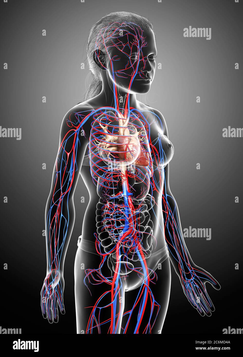 3d rendu médicalement précis illustration du cœur de la jeune fille Banque D'Images