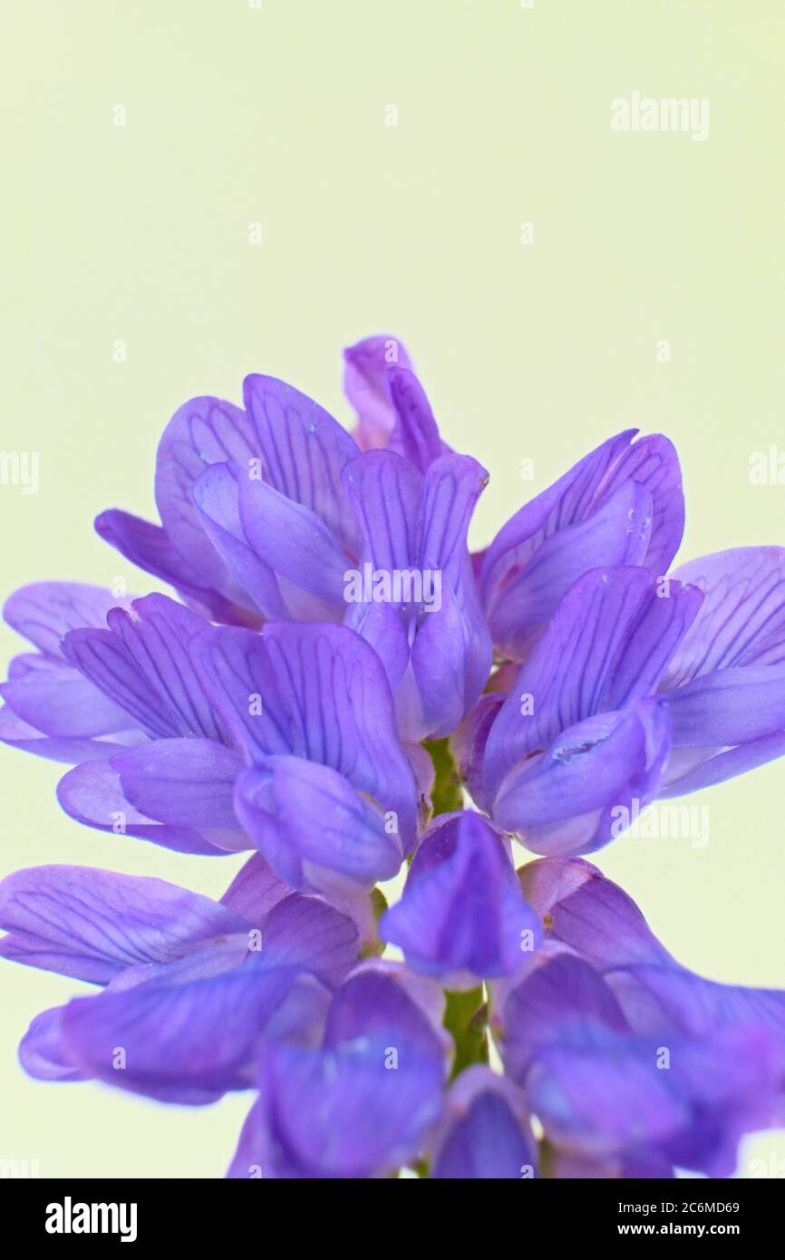 Fetch, vetch de vache ou d'oiseau , isolé sur fond blanc, nom scientifique Vicia craca Banque D'Images