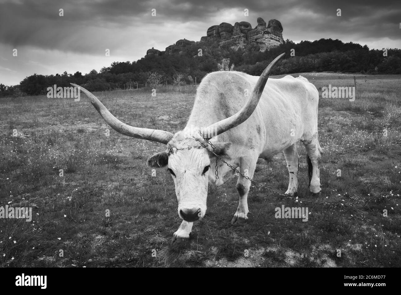 Gros taureau blanc avec de grandes cornes. Nature animale. Photographie d'art noir et blanc. Banque D'Images