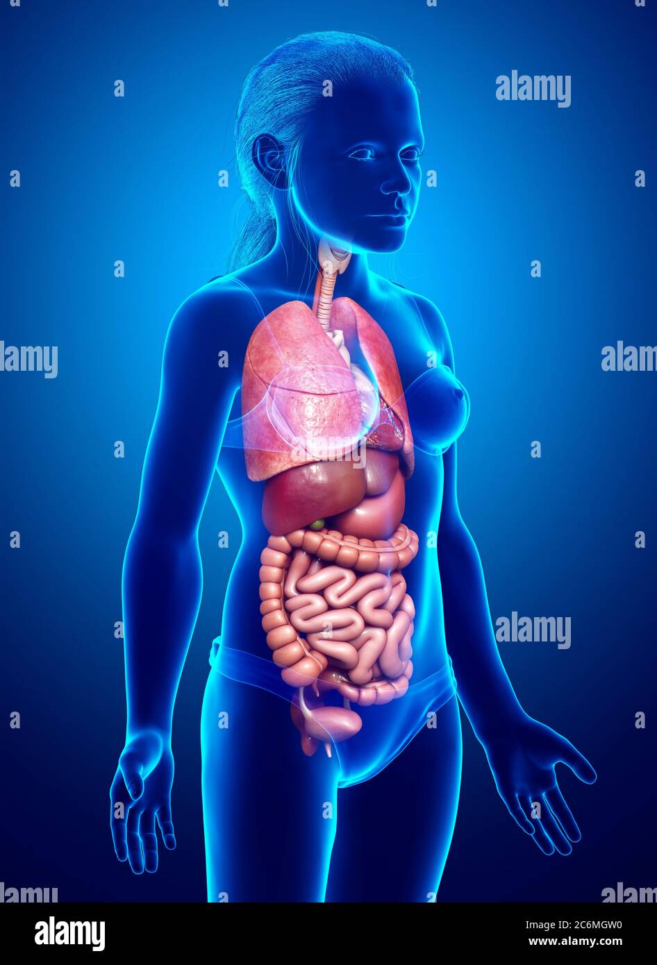 3d rendu médicalement précis illustration des organes internes de jeune fille Banque D'Images