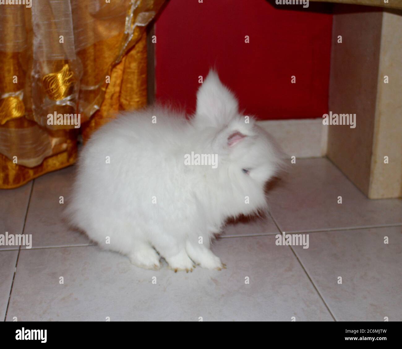 Angora blanc lapin, appartement lapin, animal avec un pur blanc cheveux Banque D'Images