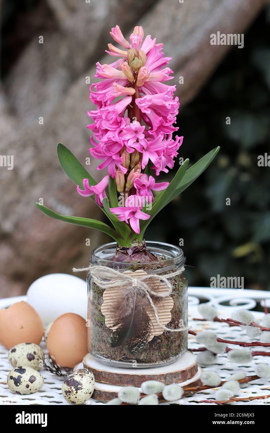 décoration de pâques avec jacinthe rose en verre Banque D'Images
