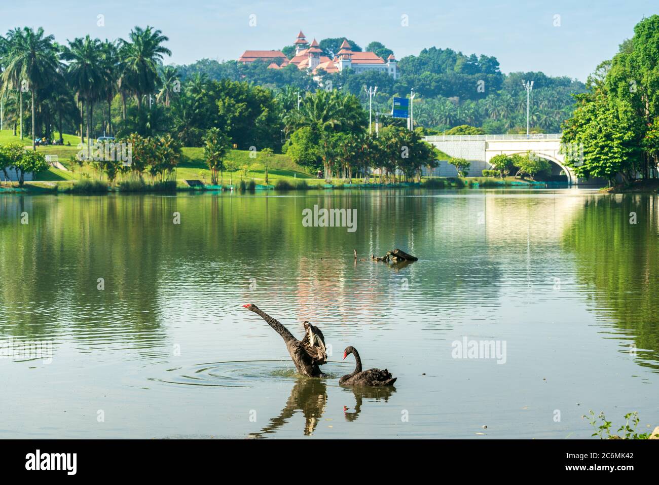 Taman Wetland Putrajaya comprend une vue à couper le souffle et la flore et la faune tropicales. Banque D'Images