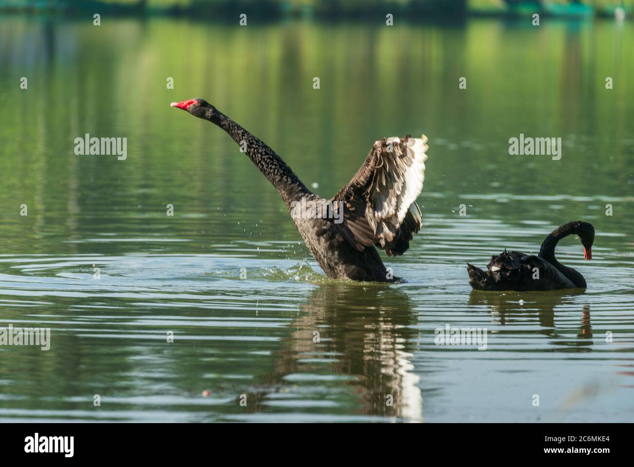 Taman Wetland Putrajaya comprend une vue à couper le souffle et la flore et la faune tropicales. Banque D'Images