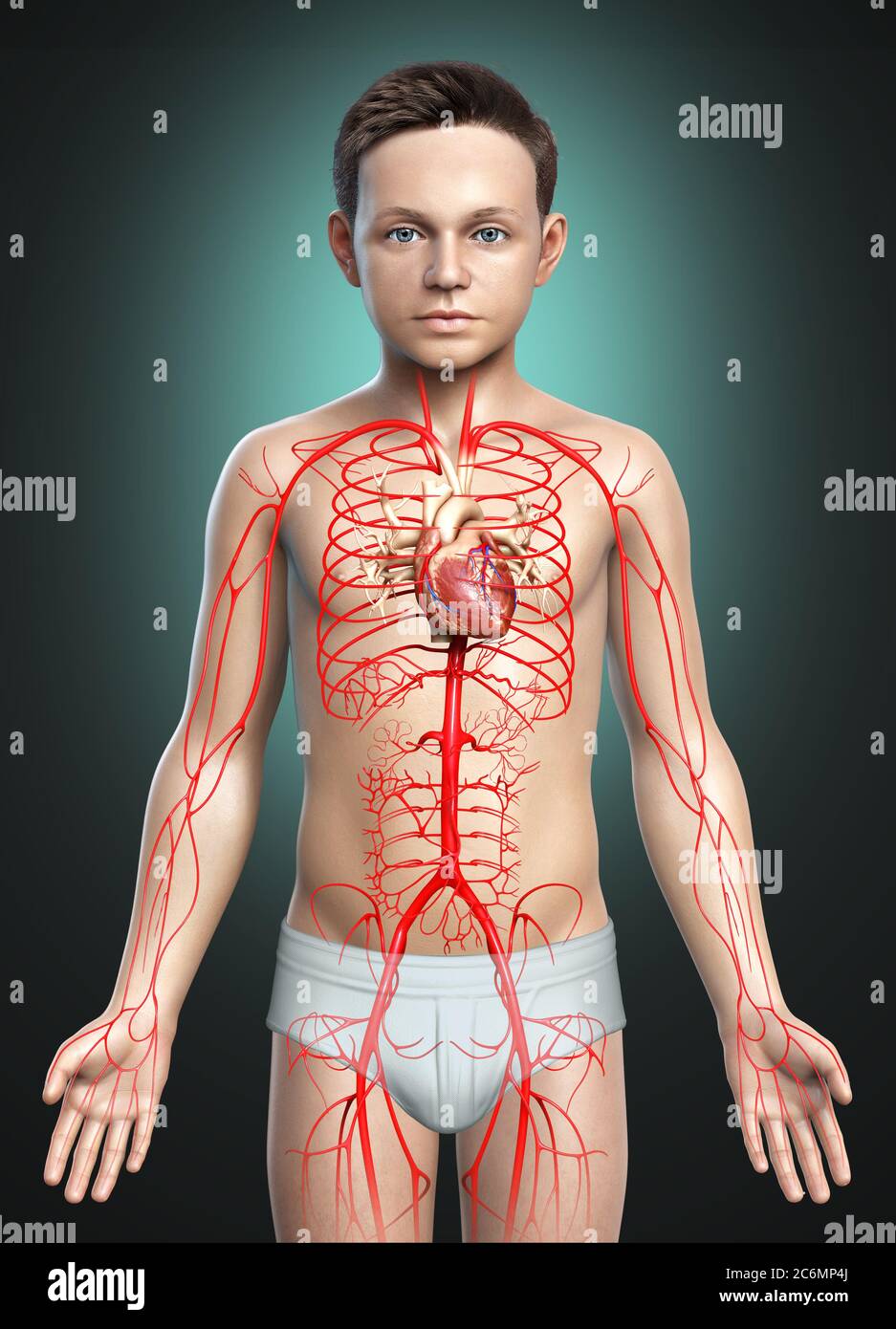 la 3d a rendu l'illustration médicale précise des artères des jeunes garçons Banque D'Images